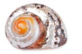 Seashell shell isolated