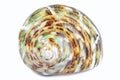 Seashell shell isolated