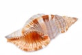 Seashell shell isolated