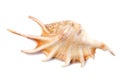 Seashell shell isolated