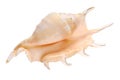 Seashell shell isolated