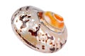 Seashell shell isolated