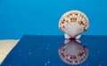 seashell on a shimmering purple-blue reflective background, copy space