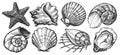 Seashell sketch. Sea animals set. Starfish, mussel, ocean shell. Marine concept. Underwater world vector illustration Royalty Free Stock Photo