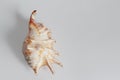 Seashell of spider conch Royalty Free Stock Photo