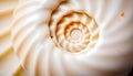Seashell spiral close-up, nature pattern and organic design, Stock Photo, Generative AI