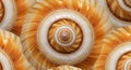 Seashell Spiral Pattern Royalty Free Stock Photo