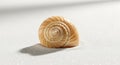 Seashell with Spiral Pattern Isolated on White Sand Royalty Free Stock Photo