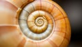 Seashell spiral pattern macro, nautilus shell, natural design and ocean beauty Generative AI