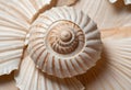 A seashell with a spiral pattern, showing the intricate details of the shell\'s surface
