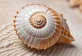 A seashell with a spiral pattern, showing the intricate details of the shell\'s surface