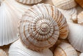 A seashell with a spiral pattern, showing the intricate details of the shell\'s surface