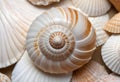 A seashell with a spiral pattern, showing the intricate details of the shell\'s surface