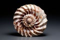 seashell spiral a spiral shape resembling the number found in se