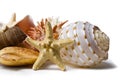 Seashell Still Life Royalty Free Stock Photo
