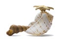 Seashell Still Life Royalty Free Stock Photo