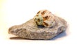 Seashell on a stone Royalty Free Stock Photo