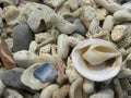 Seashell and stone at the white sand beach Royalty Free Stock Photo