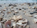 Seashell and stone at the white sand beach Royalty Free Stock Photo