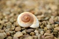 Seashell on a stony beach
