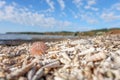 Seashell-strewn beach, single shell standing up