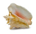 Seashell Strombus gigas Royalty Free Stock Photo