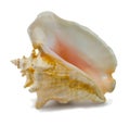 Seashell Strombus gigas