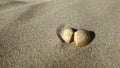 Seashell on the sunny seashore