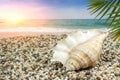 Seashell at sunset lies on the sandy seashore, close-up Royalty Free Stock Photo