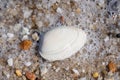 Seashell surrounded by pebbles and rocks on sandy beach Royalty Free Stock Photo