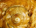 Seashell - texture close-up, spiral fractal sea Kingdom. Sea shell beautiful souvenir, a material for artistic design and Royalty Free Stock Photo