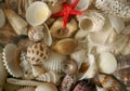 Seashell texture pattern