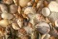 Seashell texture pattern