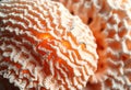 Seashell Texture Pixelated intricate seashell texture with photo