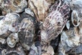 Seashell texture of various kinds of mostly bivalve shells Royalty Free Stock Photo