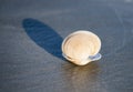 Seashell throws shadow on sand.