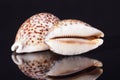Seashell of tiger cowry on black background Royalty Free Stock Photo