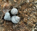 Seashell trio on the coast Royalty Free Stock Photo