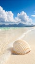 Seashell on a tropical beach with clear water and blue sky Royalty Free Stock Photo