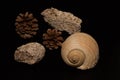 seashell with two stones with holes and pine cones