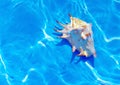 Seashell under water.