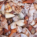 Seashell variety