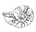 Seashell. Vector Hand draw black and white clip art isolated on transparent background Royalty Free Stock Photo