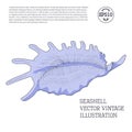 Seashell. Vector vintage illustration stylized as hand-drawn sketch graphic with hatching Royalty Free Stock Photo