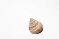 Seashell Royalty Free Stock Photo