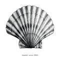 Seashell vintage clip art Royalty Free Stock Photo