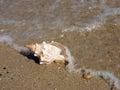 Seashell washed ashore Royalty Free Stock Photo