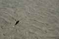 Shell on sand on beach Royalty Free Stock Photo