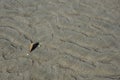 Shell on sand on beach Royalty Free Stock Photo