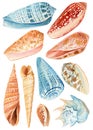 Seashell, Watercolor hand drawn colorful sea shells isolated on white background. blue ocean clipart elements design Royalty Free Stock Photo